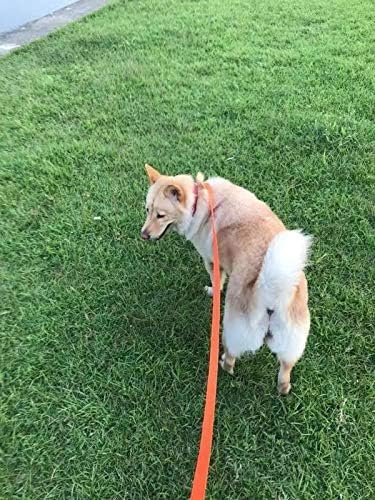 AMAGOOD Dog/Puppy Obedience Recall Training Agility Lead-15 ft 20 ft 30 ft 50 ft Long Leash-for Dog Training,Tie Out,Play,Safety,Camping (30Feet x 1Inch,Orange)