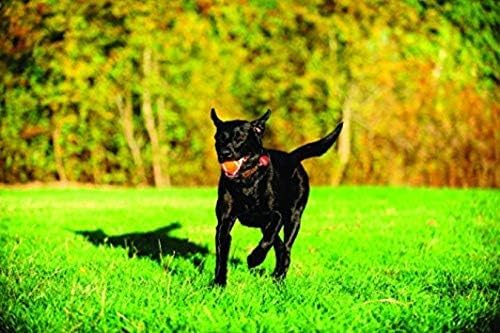 Chuckit! Dog Tennis Ball Dog Toy, Large (3 Inch Diameter) for dogs 60-100 lbs, Pack of 2