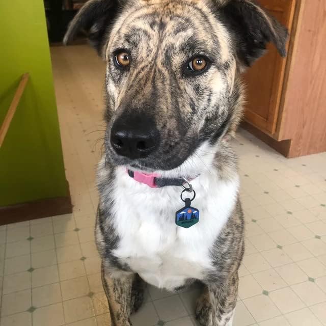 Silent Dog Tag Personalized with 5 Lines of Custom Deep Engraved Durable Soundless Silicone Pet ID Name Tag Hexagon Sunset Tiffany