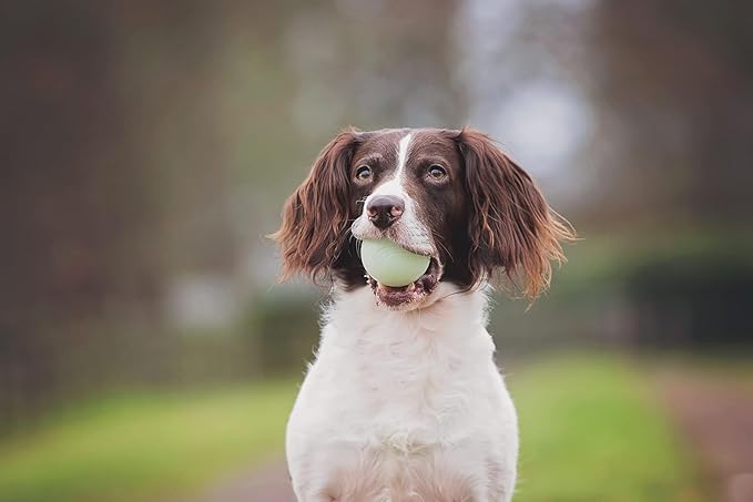 Chuckit! Fetch Pack Dog Balls - Interactive Dog Toys, High-Bounce Fetch Ball, Floating Ultra and Rugged Balls, Durable - Size Small, 2-inch Diameter, Set of 3