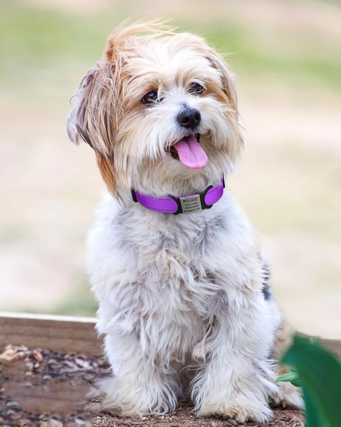TagME Reflective Nylon Dog Collars, Adjustable Classic Pet Collar with Quick Release Buckle for Small Dogs, Purple, 5/8" Width