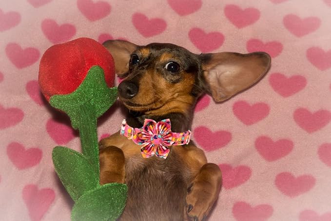 Lionheart glory Easter Dog Collar with Flower Carrot Print Dog Collar Girl Soft Durable Adjustable Puppy Gift Collar Bows Spring Collar Dog Flower
