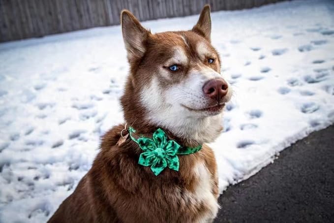 Lionheart Glory St. Patrick's Day Dog Collar, Dog Collar with Flower, Cute Floral Pattern Pet Collars Adjustable Pet Collars for X-Small Dogs