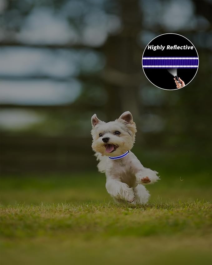 TagME Reflective Nylon Dog Collars, Adjustable Classic Pet Collar with Quick Release Buckle for Extra Small Dogs, Royal Blue, 5/8" Width