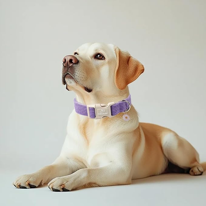 Cute Corduroy Dog Collar - Lavender Adjustable Dog Collars for Medium Dogs 25-50lbs, Fade-Proof with Secure Snap & Little Charm, Christmas Birthday Gift, M