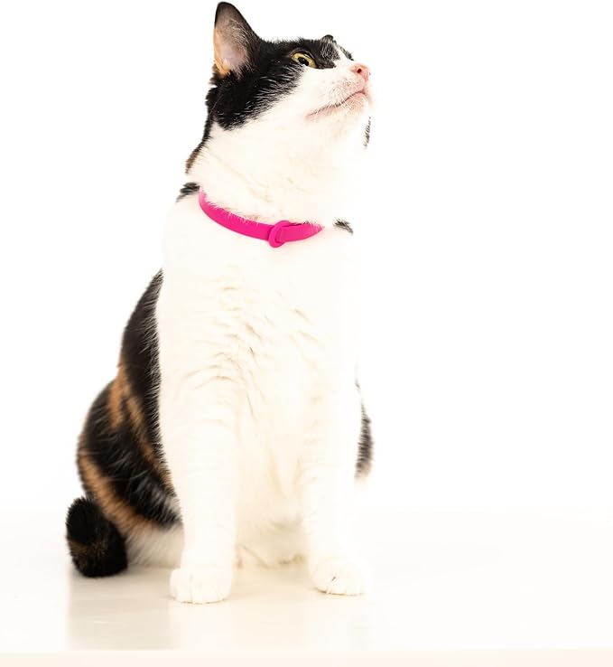 Breakaway Cat Collar - Soft, Comfortable, and Lightweight Safety Buckle Collar with Name Tag Ring for Outdoor Cats and Sensitive Skin Kittens by Nuvuq (6 ⅞" to 10 ¼", Pink)