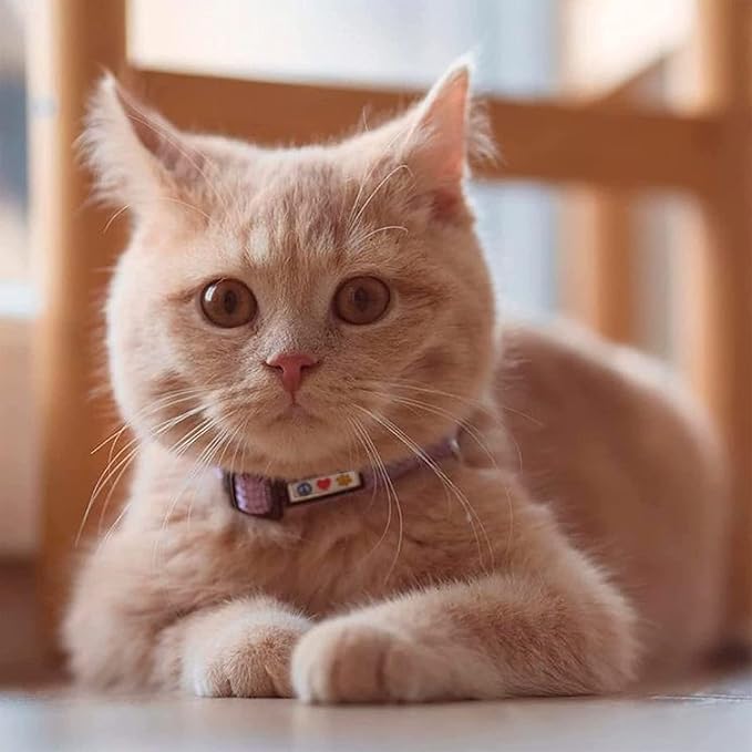 Pawtitas Reflective Teal Cat Collar with Safety Buckle and Removable Bell for Kitten and Cats