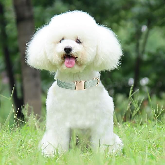 Soft Cotton Dog Collar with Metal Buckle Adjustable Heavy Duty Comfy Corduroy Collars for Small Medium Large Dogs,Grass Green,Small