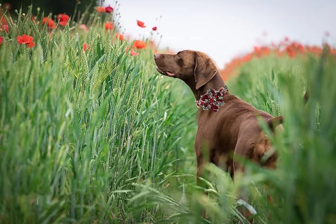 Lionheart Glory Dog Collar, Red Rose Dog Collar with Flower, Cute Floral Pattern Pet Collar Adjustable Dog Collar for X-Large Dogs