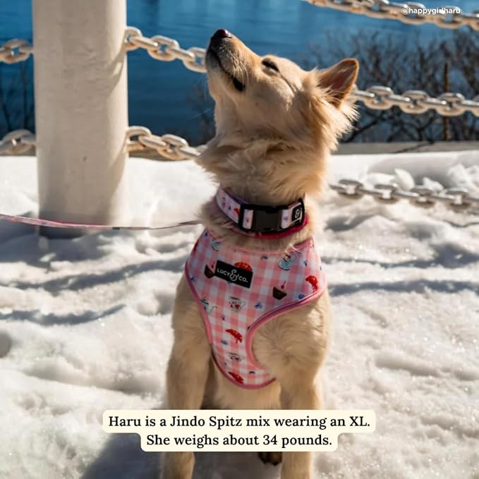 Lucy & Co. Sipping Slowly Reversible Dog Harness, Adjustable Comfort Fit with Dual Leash Attachments, Small