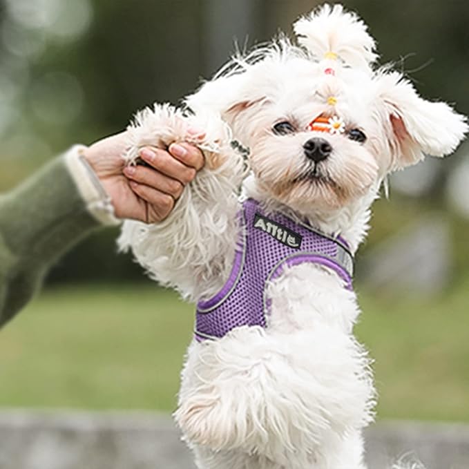 AIITLE Small Harness for Puppy with A Leash - Dog Vest Harness with Super Breathable Mesh, Reflective No-Pull Pet Harness for Outdoor Walking, Running for Small Dogs, Cats Purple XXS