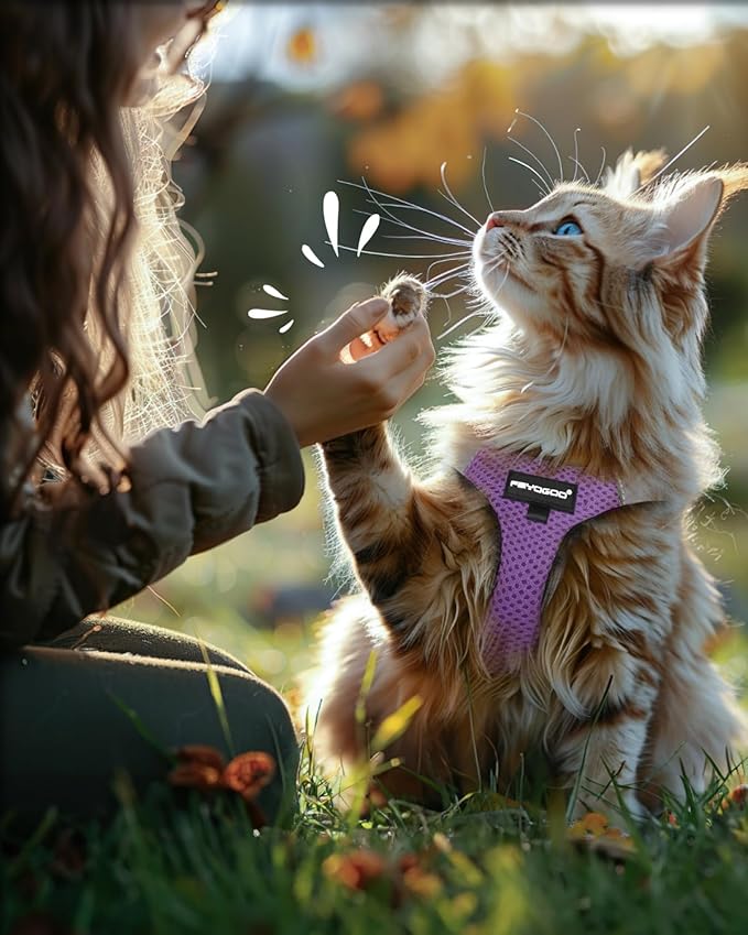 FAYOGOO Cat Harness, Cat Leash and Harness Set for Walking Escape Proof, Harness for Small Cats/Small Dogs, Large Kitten/Puppy Harness and Leash, Harness for Cats S-XXL(Modern Violet, X-Large)