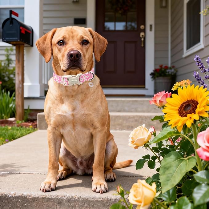 DOGWONG Flower Dog Collar-Daisy Flower Print Girl Dog Collar for Large Cute Dog Collars Spring Female Pet Gift Adjustable Heavy-Duty Soft Collar，L