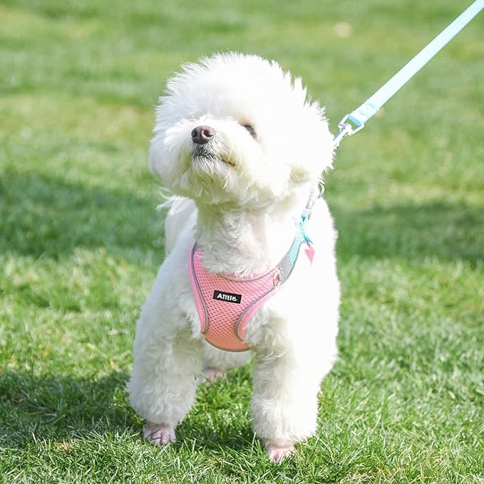 AIITLE Comfortable Dog Harness and Leash Set for Walking - Step in Vest Harness,Reflective Bands, Adjustable No Pull Puppy Essentials, for Small Dogs and House Cats Pink XS