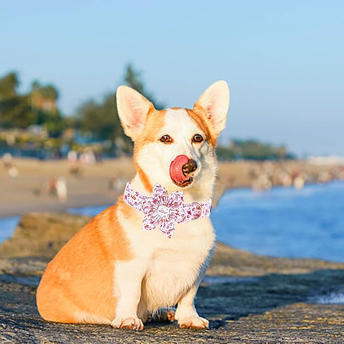 Lionheart Glory Shark Print Pink Collar - Adjustable Soft Dog Collar for Small Dogs
