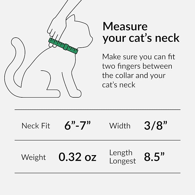 CollarDirect Leather Cat Collar, Kitten Collar with Removable Bell Black Blue Red Orange Lime Green (6-7 Inch, Orange)