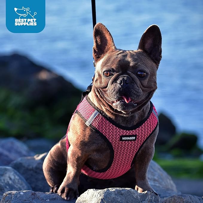 Best Pet Supplies Voyager Step-in Air Harness - All Weather Mesh, Reflective, No Pull Harness for Dogs, Cats - Secure with Hook & Loop Fastener, Buckle, Double D-Rings - Turquoise, XS