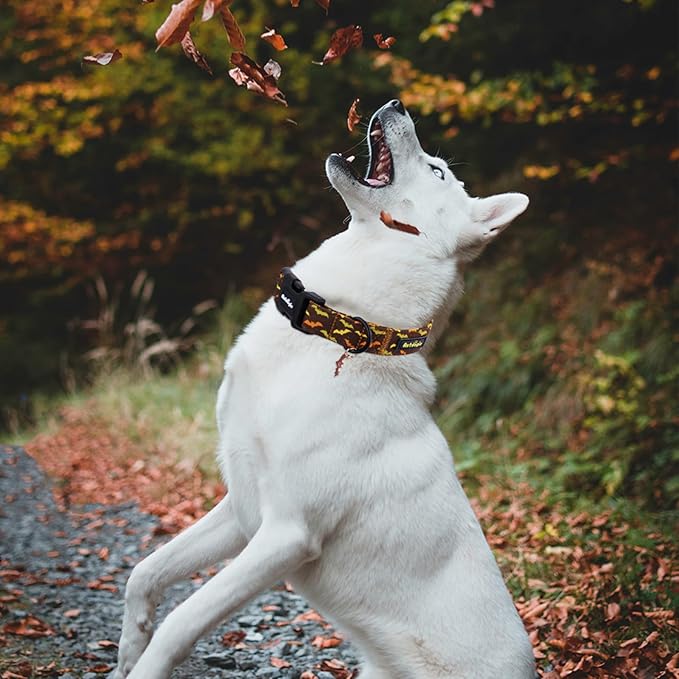 Fall Dog Collar, Halloween Dog Collars for Extra Small Dogs, Cotton Puppy Collar with Bat Pattern, Pet Collar for Small Medium Large Dogs, Girl Boy Dogs Collar with Quick Release Buckle-XS