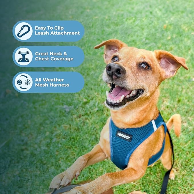 Best Pet Supplies Voyager Step-in Air All Weather Mesh Harness and Reflective Dog 5 ft Leash Combo with Neoprene Handle, for Small, Medium and Large Breed Puppies - Set (Turquoise), L