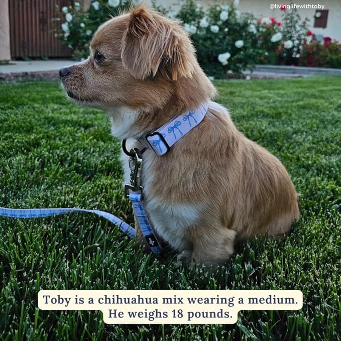Lucy & Co. Dog Collar - Durable Lightweight Designer Collar for Pets - Adjustable Metal Safety Buckel - Medium - White with Blue Bows