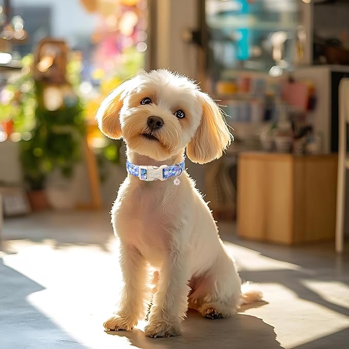 Floral Dog Collar for Large Dogs - Cute Spring Dog Collars, Soft Lightweight Bee & Daisy Puppy Collar, Breathable Adjustable Male Female Blue Wildflowers Dogs Collars XL