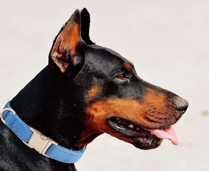 Soft Cotton Dog Collar with Metal Buckle Adjustable Heavy Duty Comfy Corduroy Collars for Small Medium Large Dogs,Blue,Large