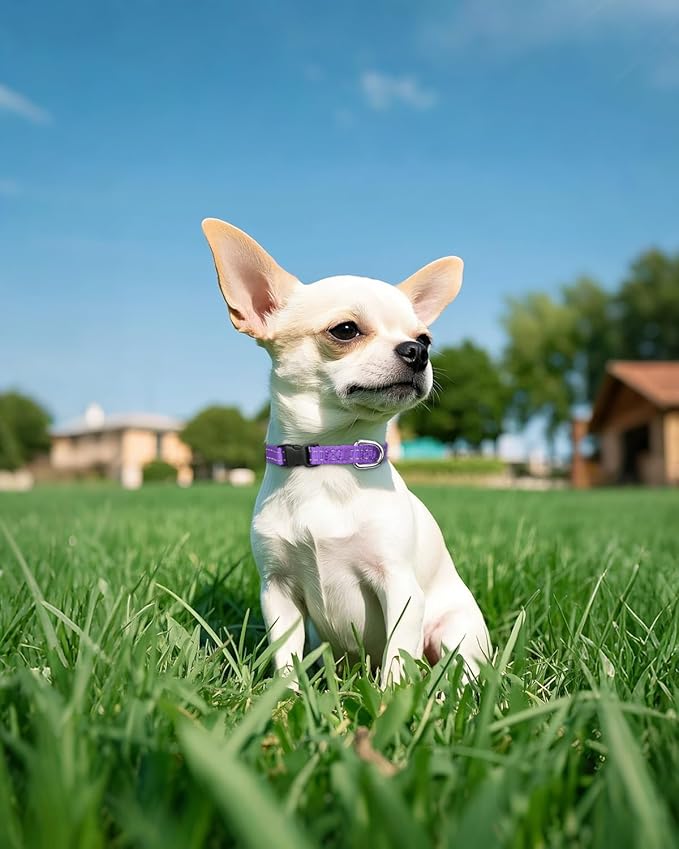 Joytale Small Dog Collar, Reflective and Adjustable Nylon Collar with Quick-Release Buckle, Lightweight No-Choke Design for Puppy and Extra Small Dogs, Purple, XS