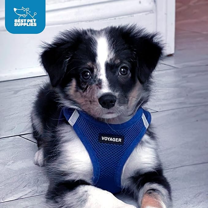Best Pet Supplies Voyager Step-in Air Harness - All Weather Mesh, Reflective, No Pull Harness for Dogs, Cats - Secure with Hook & Loop Fastener, Buckle, Double D-Rings - Royal Blue, L