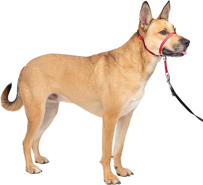 PetSafe Gentle Leader Headcollar No-Pull Dog Collar - Helps Improve Walks - Durable Nylon Construction - Padded Nose Loop - Adjustable Fit - Comfort Walking Halter - Medium, Red