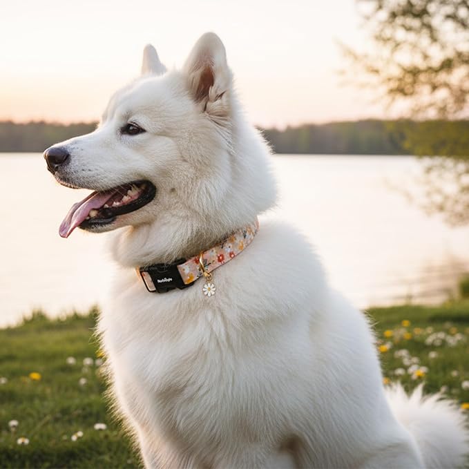 Dog Collar for Extra Small Dogs, Spring &Summer Theme Orange Small Dog Collars with Flower Pattern, Adjustable Puppy Dog Collars, Cute Girl or Boy Dog Collar Ideal for Gifts,Pet Accessory,XS