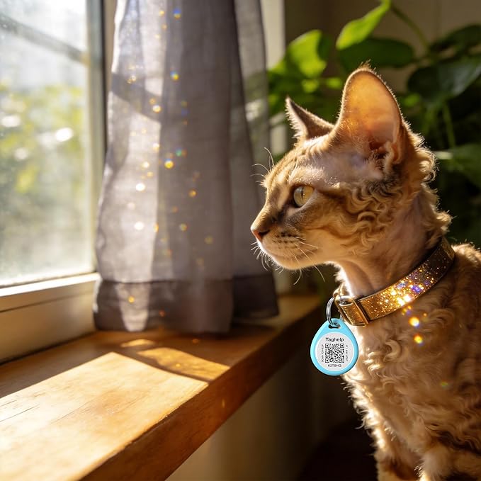 Peace of Mind for Cat Owners: 2-Pack QR ID Tags. The Microchip Backup That Talks. Scan for Instant Contact & Medical Info - Always Free (Blue&Blue, for cat - 1")