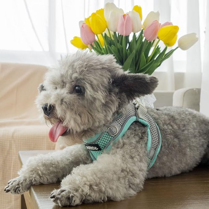 AIITLE No Pull Dog Harness and Leash Set, Step in Adjustable Dog Harness with Padded Vest for All Weather, Dog Leash with Soft Padded Handle, Easy to Put on Small and Medium Dogs Turquoise S