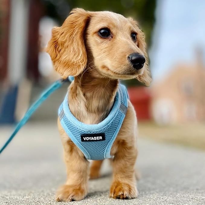 Best Pet Supplies Voyager Step-in Air All Weather Mesh Harness and Reflective Dog 5 ft Leash Combo with Neoprene Handle, for Small, Medium and Large Breed Puppies - Set (Baby Blue), L
