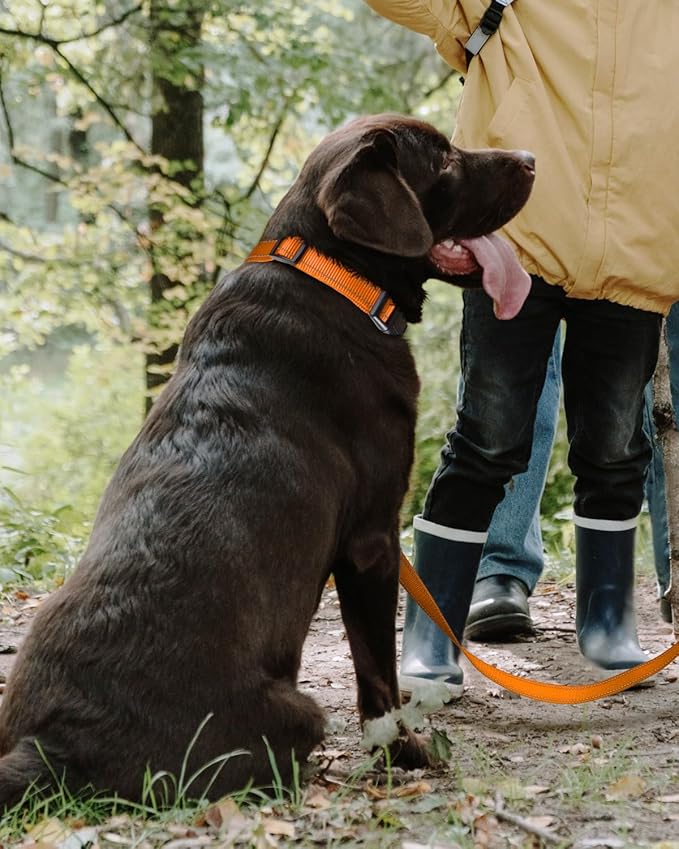 TagME Reflective Nylon Dog Collars, Adjustable Classic Pet Collar with Quick Release Buckle for Large Dogs, Orange, 1.0" Width