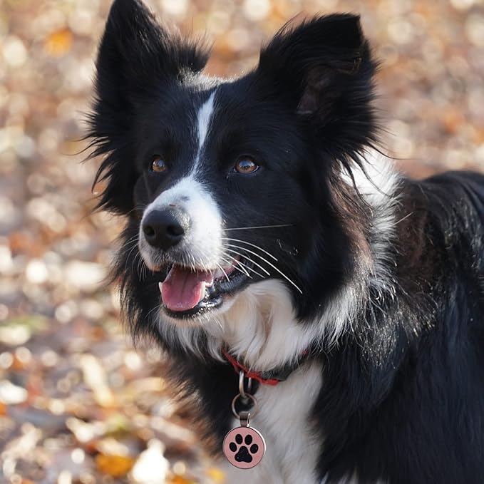 MYLUCKYTAG QR Code Pet ID | Personalized Dog & Cat Collar Tag | Online Profile with Instant Scanned Location Alert Email