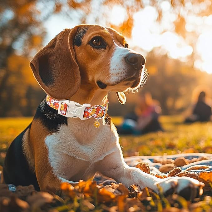 Fall Dog Collar Vintage Daisy Puppy Collar - Hippie Flower Dog Collars Light Comfortable Adjustable Pet Collars for Small Medium Large Girl Boy Dogs S