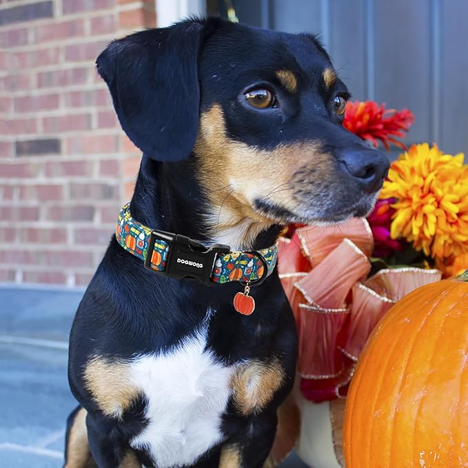 DOGWONG Fall Pumpkin Dog Collar, Fall Maple Leaf Dog Collars Adjustable Halloween Pumpkin Dog Collars for Small Medium Large Dogs M