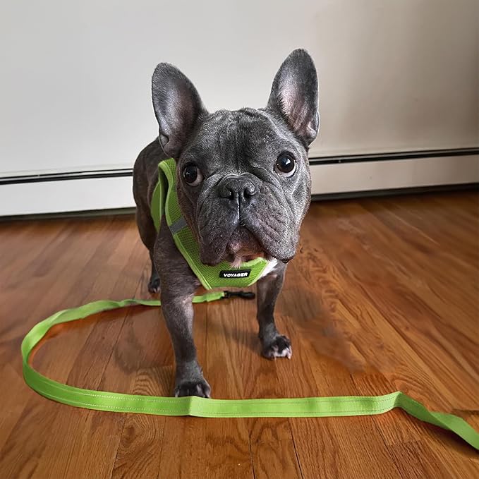 Best Pet Supplies Voyager Reflective Dog Leash or Collar with Neoprene Handle, for Small, Medium, and Large Breed Puppies, Cute and Heavy Duty for Walking, Running and Training - Lime Green (Leash), M
