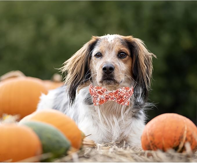 Halloween Dog Collar, Pet Collar Dog Bow Pumpkin Girl Boy Holiday Pet Collar Gift Cute Soft Puppy Collar for Small Dogs