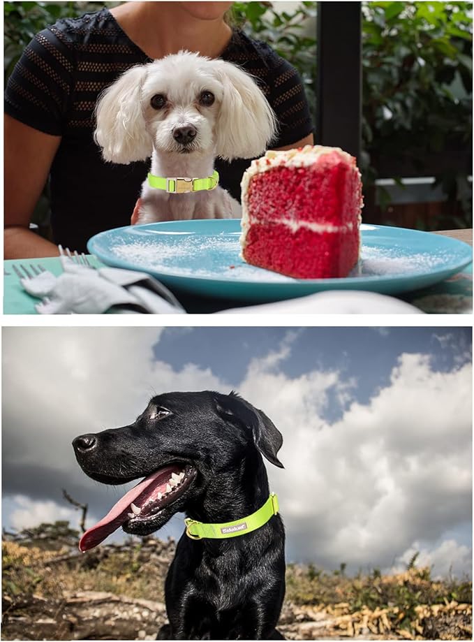 Nylon Dog Collar - Adjustable Fluorescent Green Soft Webbing Dog Collars for Small Medium Large Dogs Boy Girl Puppy Collar with Safety Metal Buckle XL