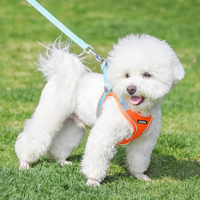 AIITLE Dog Harness, No-Pull Cat Harness with a Leash, Adjustable Reflective Dog Vest, Cat Harness Escape Proof, Outdoor Walking, Running,Training for Extra Small Dogs and House Cats Orange XXXS
