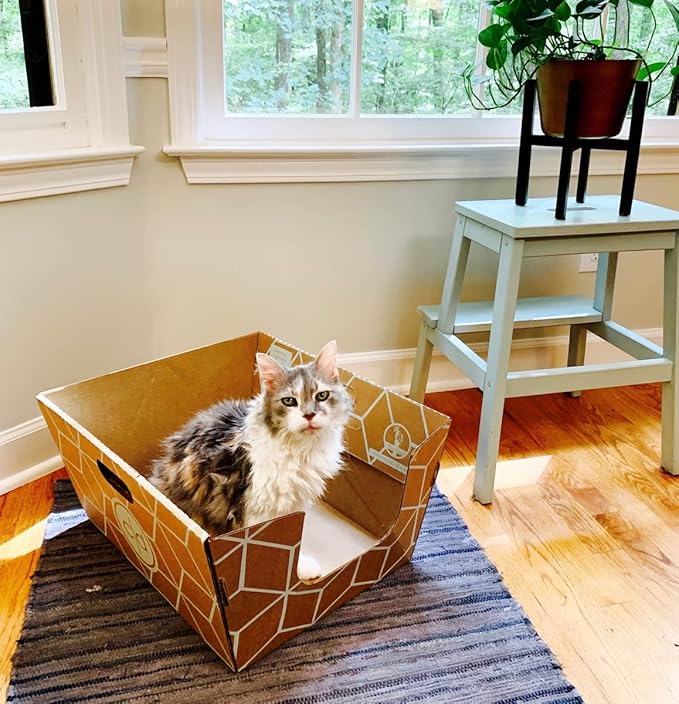 Tallest Disposable Cat Litter Box 15 Trays 2 Trays Litter Box Low Entry Original Patented Indentical Design19 Lx17 Wx8.5 17 in. Closed Box. Woman Lifelong Cat Care Sassy Uses Daily 14 yrs Made-US