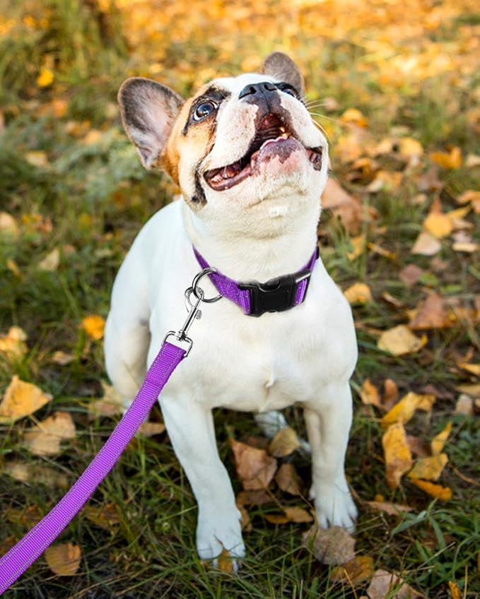 Reflective Dog Collar with Buckle Adjustable Safety Nylon Collars for Small Medium Large Dogs, Purple M