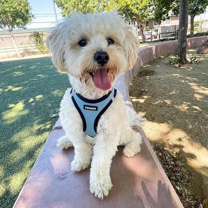 Best Pet Supplies - All Weather Mesh / Plush, Reflective, No Pull Harness for Small, Medium Dogs, Cats - Secure with Hook & Loop Fastener, Buckle, Double D-Rings - Baby Blue/Black Trim, L