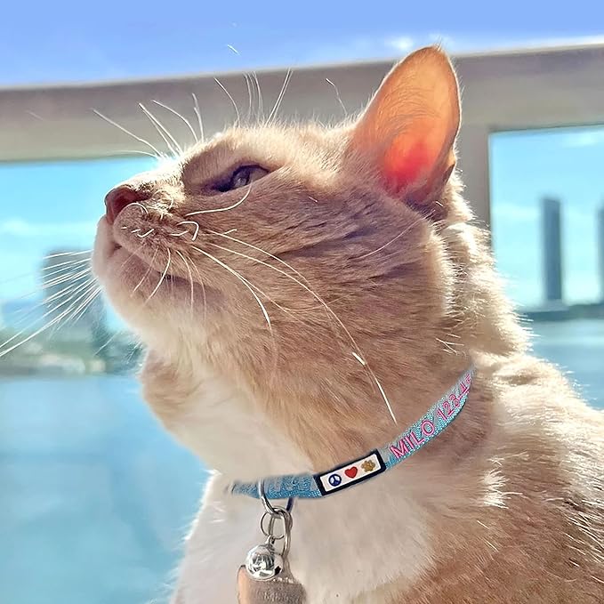 Pawtitas Personalized Orange Reflective Cat Collar – Adjustable Custom Collar with Safety Buckle, Removable Bell, and Engraved Name & Phone Number for Kittens and Adult Cats