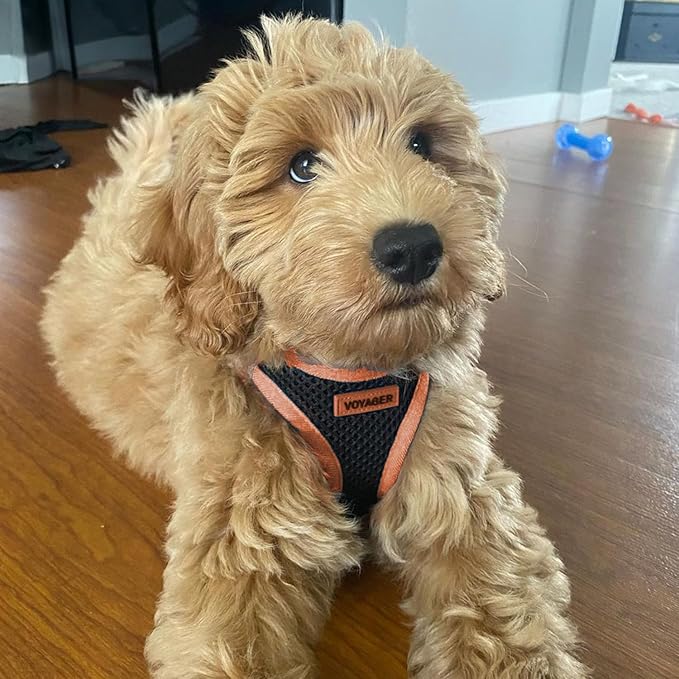 Best Pet Supplies Voyager Step-in Air All Weather Mesh Harness and Reflective Dog 5 ft Leash Combo with Neoprene Handle, for Small, Medium and Large Breed Puppies - Black/Orange Trim, X-Large