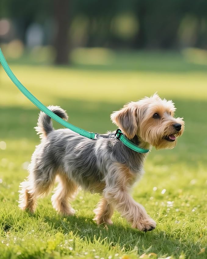 Joytale Small Dog Collar, Reflective and Adjustable Nylon Collar with Quick-Release Buckle, Lightweight No-Choke Design for Small Dogs, Teal, 3/4" Width
