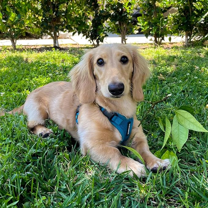 Voyager Step-in Pet Harness - All Weather Mesh, Adjustable Step in Harness for Cats and Dogs by Best Pet Supplies - Turquoise, XS