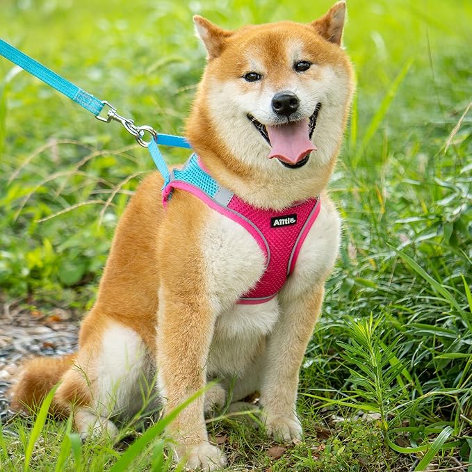 AIITLE Easy Walk Dog Harness and Leash Set - Pet Supply No Pull, Step in Adjustable Dog Harness with Padded Vest for All Weather, Dog Harness No Choke Over, Easy to Put on Medium Dogs Hot Pink L