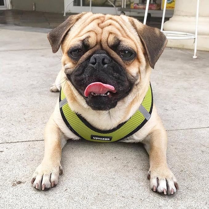 Best Pet Supplies Voyager Step-in Air All Weather Mesh Harness and Reflective Dog 5 ft Leash Combo with Neoprene Handle, for Small, Medium and Large Breed Puppies - Lime/Black Trim, X-Small